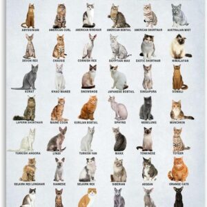 Breeds of Cat Poster, Illustrated Guide to Popular Cat Breeds with Names and Images