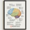 Music and the Brain Infographic Poster, How Music Stimulates Brain Activity