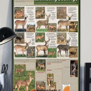 Estimating Buck Age Poster, Buck Aging Poster Aging Bucks On The Hoof Vertical