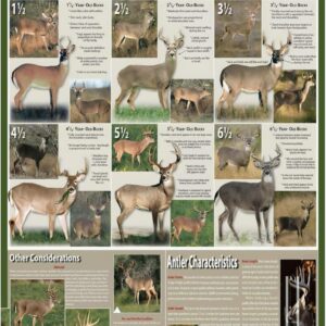 Estimating Buck Age Canvas Poster Buck Aging Poster Aging Bucks On The Hoof Vertical 2