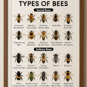 Types of Social and Solitary Bees Chart for Classroom Poster, Framed Educational Bee Poster